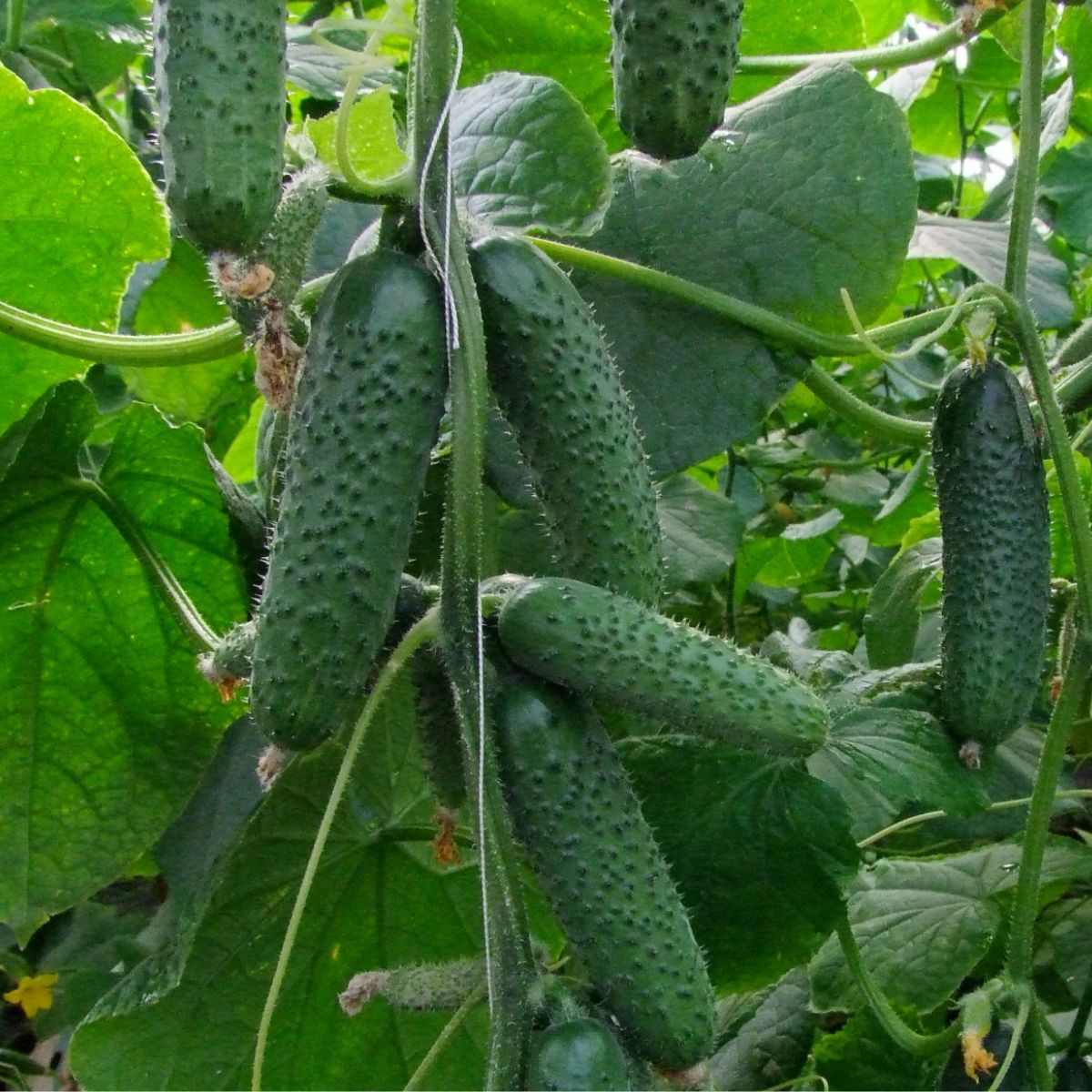 Seminte de castraveti CHAIKOVSKIY F1, Rijk Zwaan, 250 SEMINTE, 1, hectarul.ro