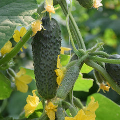 Seminte de castraveti CHAIKOVSKIY F1, Rijk Zwaan, 250 SEMINTE