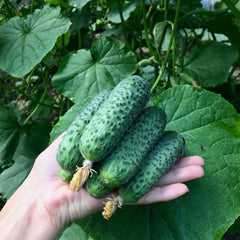 Seminte de castraveti CHAIKOVSKIY F1, Rijk Zwaan, 250 SEMINTE