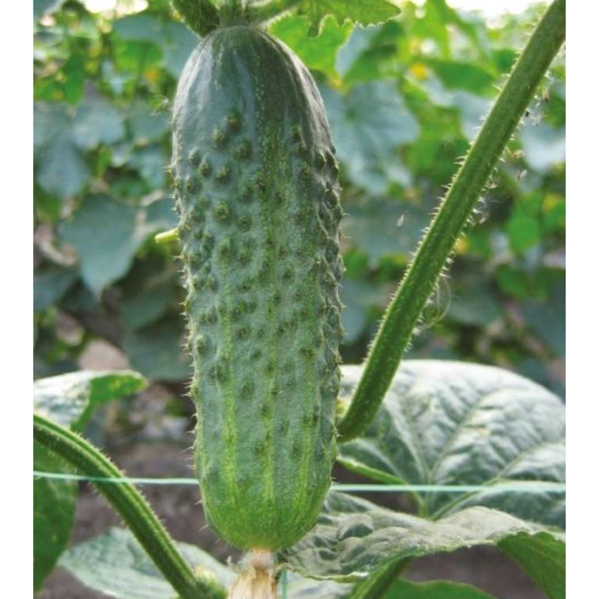 Seminte de castraveti Crispina F1, 500 seminte NUNHEMS, 1, hectarul.ro