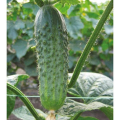 Seminte de castraveti Crispina F1, 500 seminte NUNHEMS