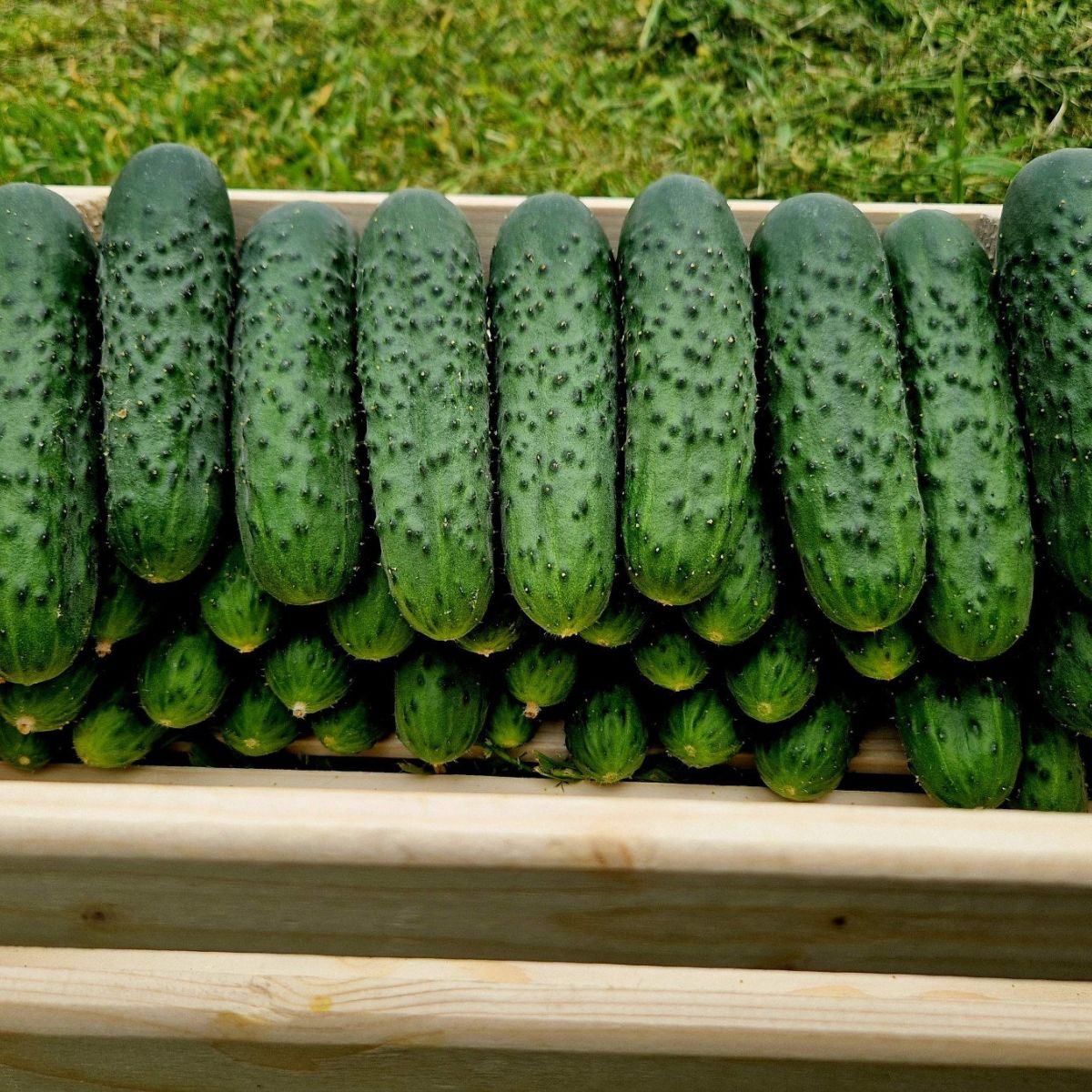 Seminte de Castraveti Dorna F1, 100 seminte, Hektar, 1, hectarul.ro