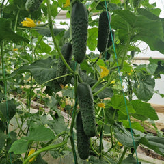 Seminte de castraveti Dorna F1, 50 seminte, Hektar