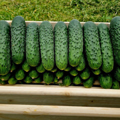 Seminte de castraveti Dorna F1, 50 seminte, Hektar