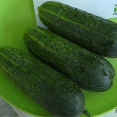 Seminte de castraveti KARAOKE F1, Rijk Zwaan, 250 SEMINTE