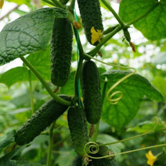 Seminte de castraveti Mirabelle F1, 250 seminte