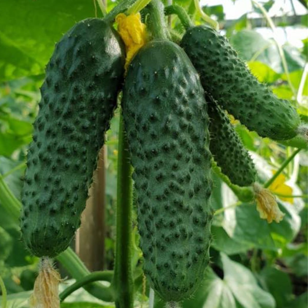 Seminte de castraveti SV4097 F1, 1000 seminte, 1, hectarul.ro