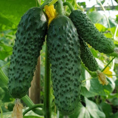 Seminte de castraveti SV4097 F1, 1000 seminte