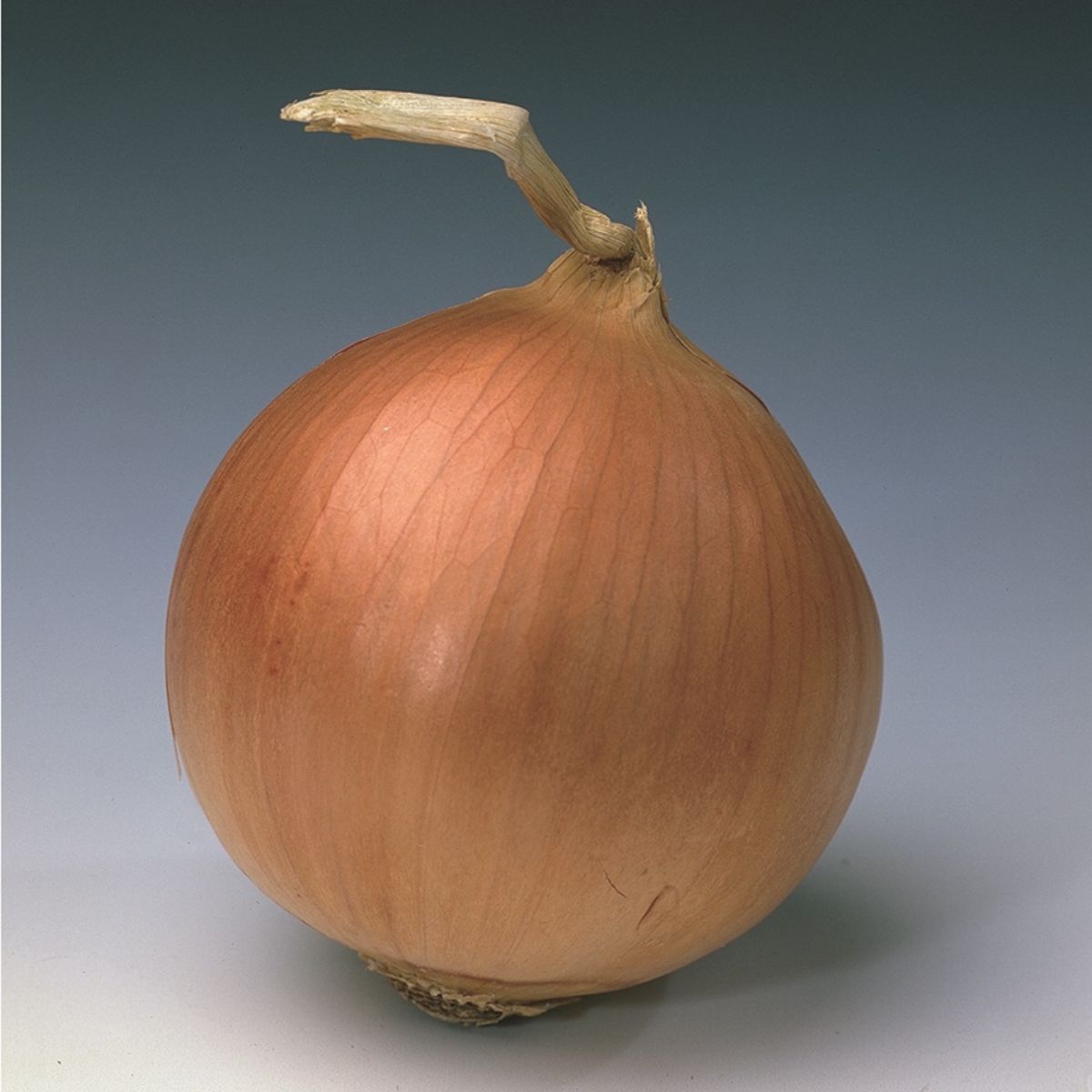 Seminte de ceapa Banko, 250.000 seminte SYNGENTA, 1, hectarul.ro