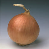 Hectarul - Seminte de ceapa Banko, 250.000 seminte SYNGENTA