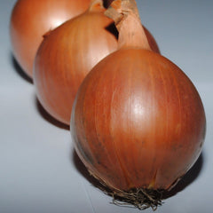 Seminte de ceapa Banko, 250.000 seminte SYNGENTA