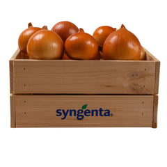 Seminte de ceapa Baruso F1, 250.000 seminte SYNGENTA