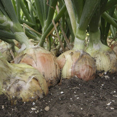 Seminte de ceapa Bosko F1, 250.000 seminte SYNGENTA