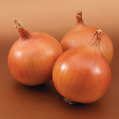 Seminte de ceapa Bratko F1, 250.000 seminte SYNGENTA