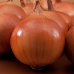 Seminte de ceapa Bratko F1, 250.000 seminte SYNGENTA