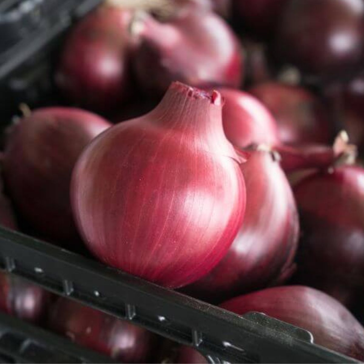 Seminte de ceapa Darko F1, 250.000 seminte SYNGENTA, 1, hectarul.ro