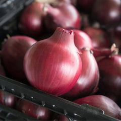 Seminte de ceapa Darko F1, 250.000 seminte SYNGENTA