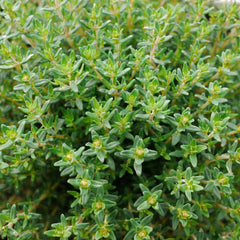 Seminte de cimbrisor aromat, 0,25 grame