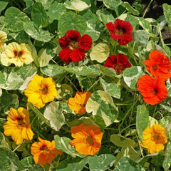 Seminte de Condurul Doamnei Alaska, 2 grame OPAL