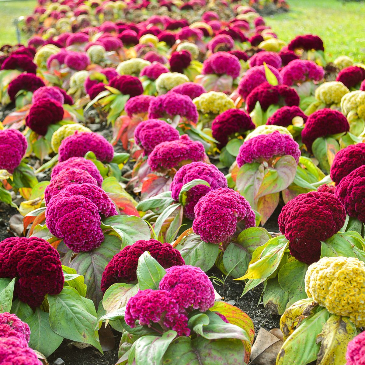 Seminte de creasta cocosului Cristata, 0.5 grame, 1, hectarul.ro