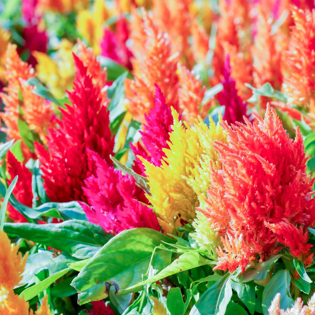 Seminte de creasta cocosului Plumosa, 0.5 grame, 1, hectarul.ro