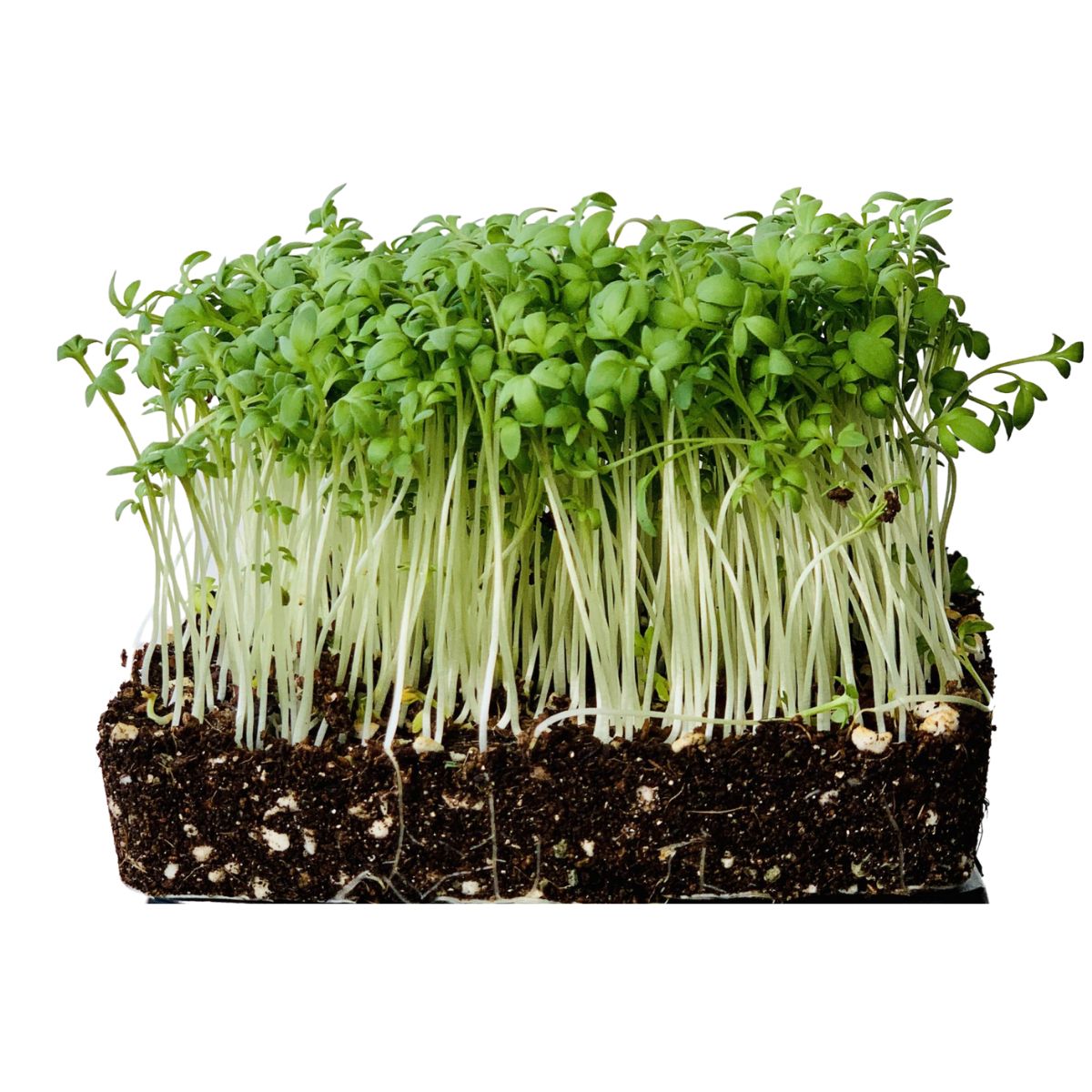 Seminte de creson, 5 grame FLORIAN, 1, hectarul.ro