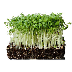 Seminte de creson, 5 grame FLORIAN