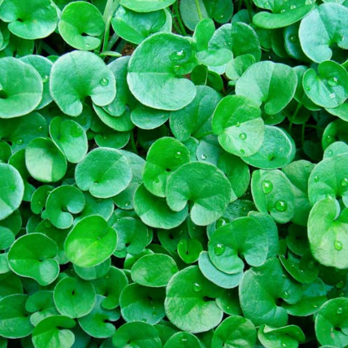 Seminte de dihondra- 50 g OPAL, 1, hectarul.ro