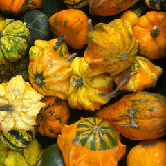 Seminte de dovleac ornamental, 2 grame