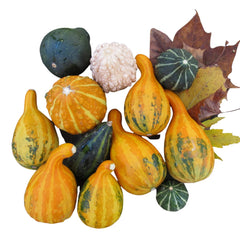 Seminte de Dovlecei decorativi mix, 1 gram OPAL