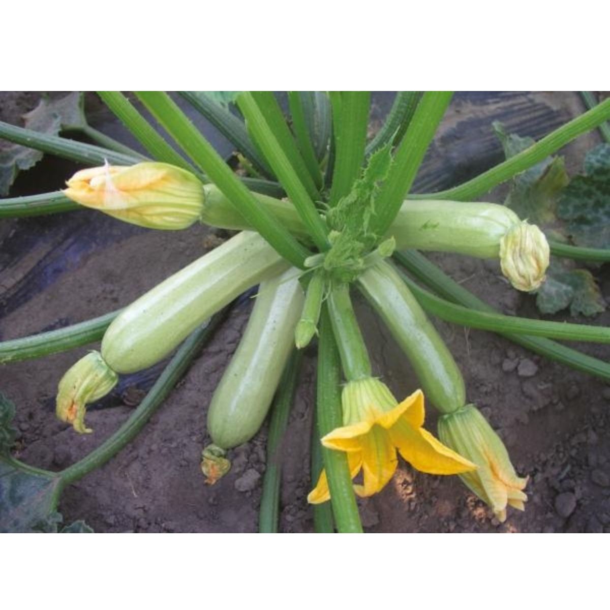 Seminte de dovlecel Cavili F1, 500 seminte NUNHEMS, 1, hectarul.ro