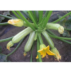 Seminte de dovlecel Cavili F1, 500 seminte NUNHEMS