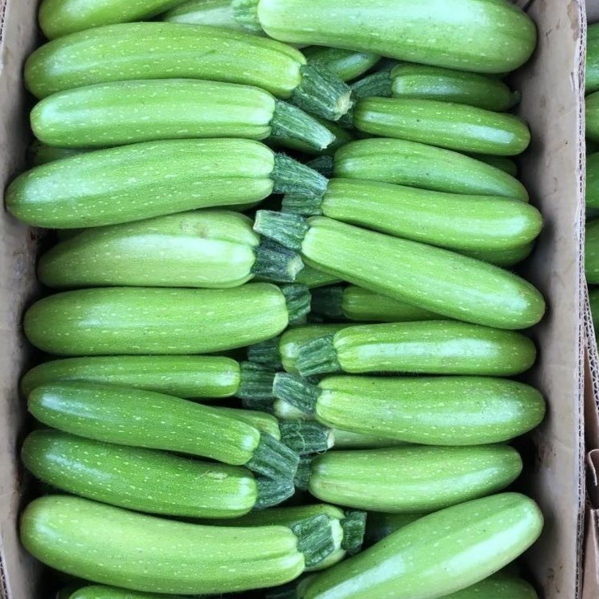 Seminte de dovlecel CORDELIA F1, 500 seminte SYNGENTA, 1, hectarul.ro