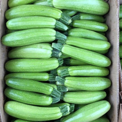 Seminte de dovlecel CORDELIA F1, 500 seminte SYNGENTA