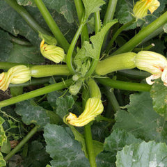 Seminte de dovlecel CORDELIA F1, 500 seminte SYNGENTA