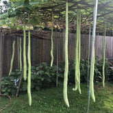 Hectarul - Seminte de dovlecel la metru (Tigva), 1,5 grame