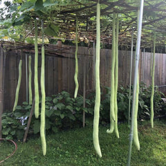 Seminte de dovlecel la metru (Tigva), 1,5 grame