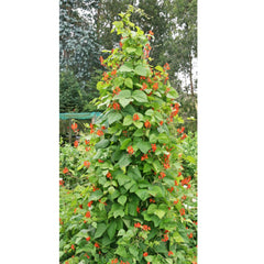 Seminte de fasole stacojie, 5 gr, LEGUTKO