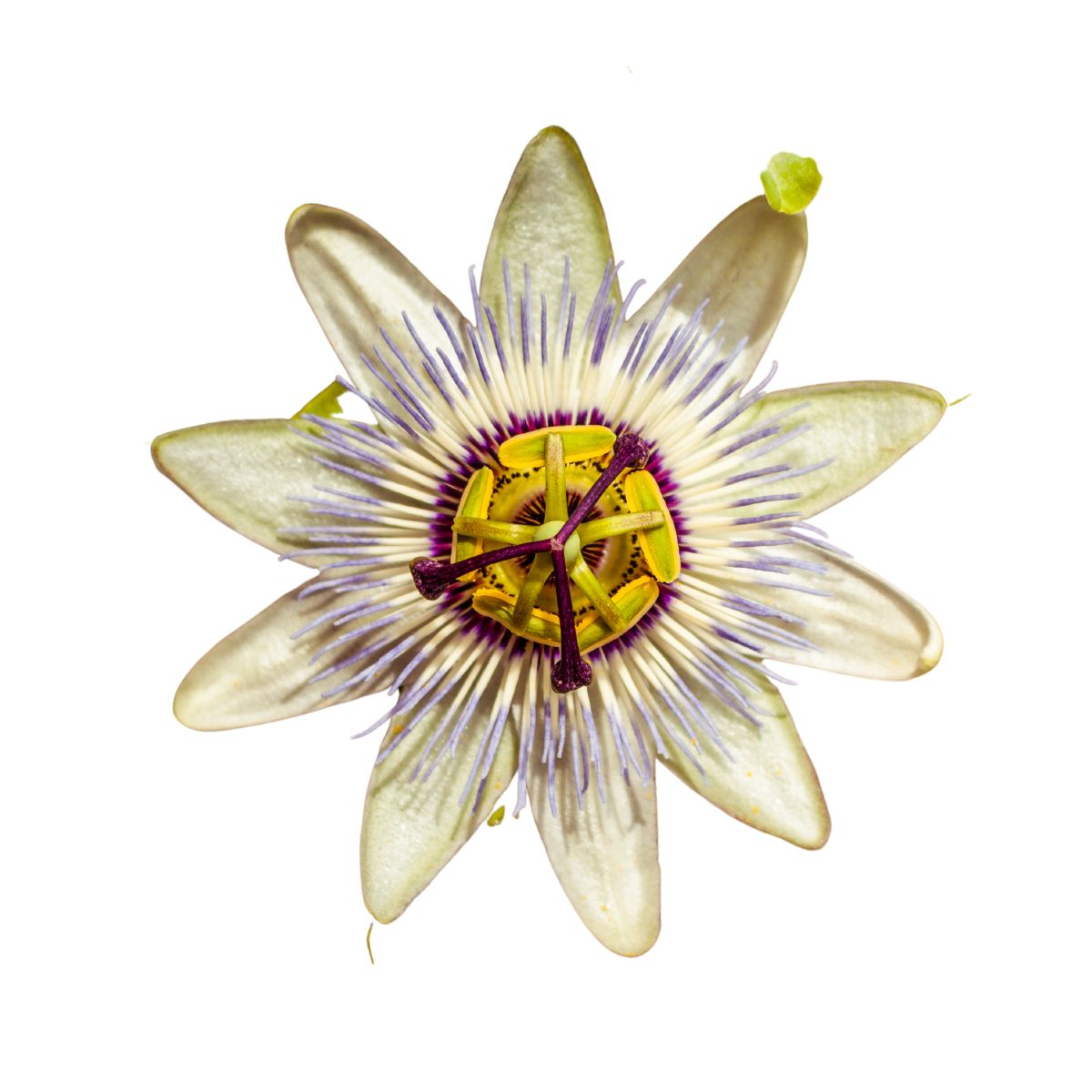 Seminte de floarea pasiunii (Passiflora), 0.33 grame, 1, hectarul.ro