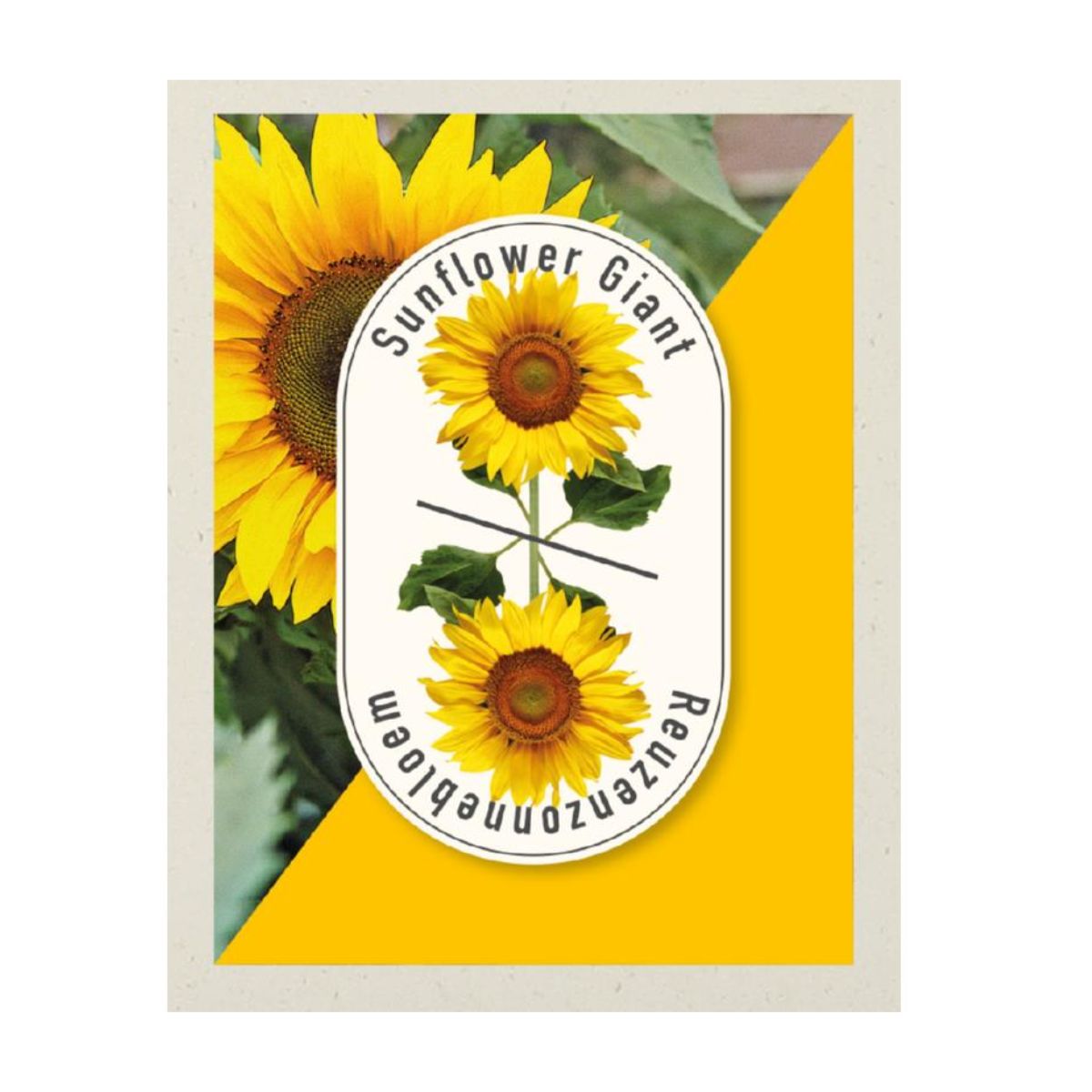 Seminte de floarea soarelui GIGANT,1 gram, TUIN, 1, hectarul.ro