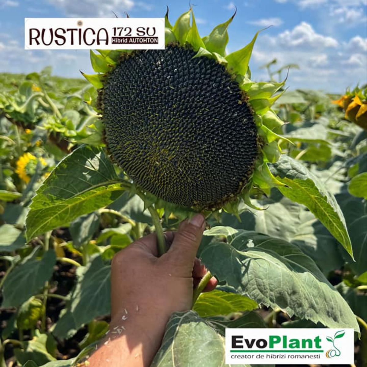 Seminte de floarea soarelui RUSTICA 172 SU, sac 60.000 boabe, 1, hectarul.ro