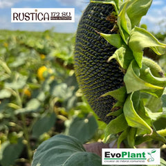 Seminte de floarea soarelui RUSTICA 172 SU, sac 60.000 boabe