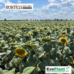 Seminte de floarea soarelui RUSTICA 172 SU, sac 60.000 boabe