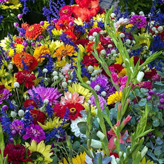 Seminte de flori amestec de vara, 1 gram, AGROSEL