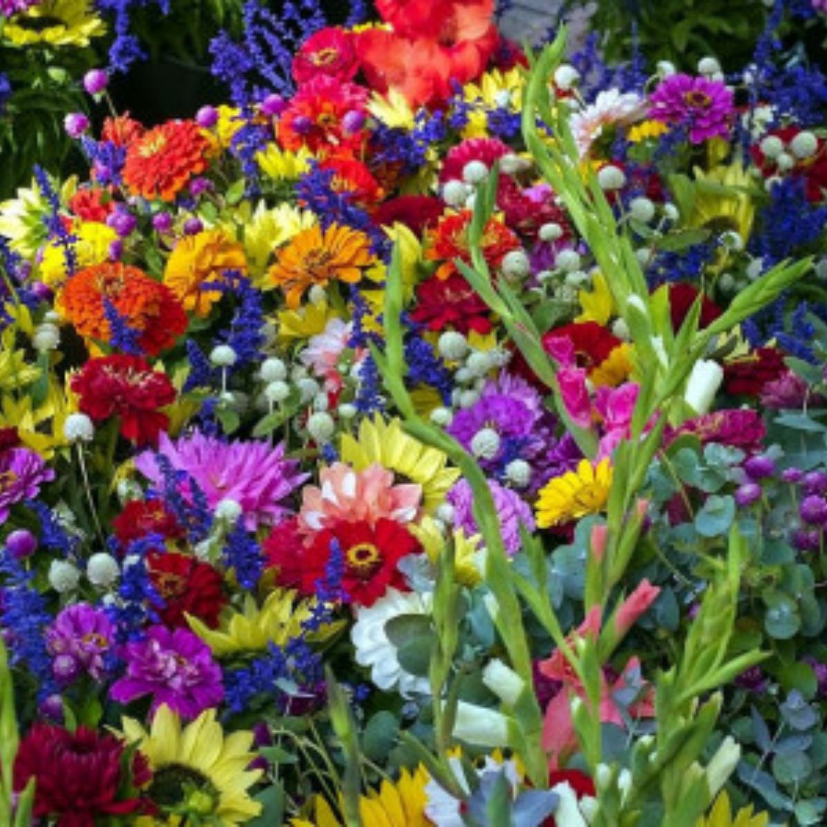 Seminte de Flori de inaltime mica, 1 gram OPAL, 1, hectarul.ro