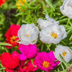 Seminte de Flori de Piatra MIX, 0.15 grame