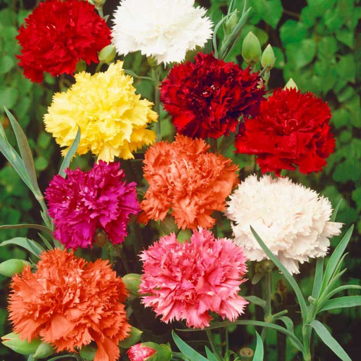 Seminte de Garoafa Chabaud Mix, 0,5 grame OPAL, 1, hectarul.ro