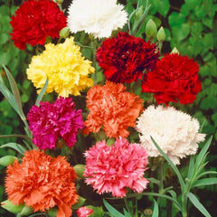 Seminte de Garoafa Chabaud Mix, 0,5 grame OPAL