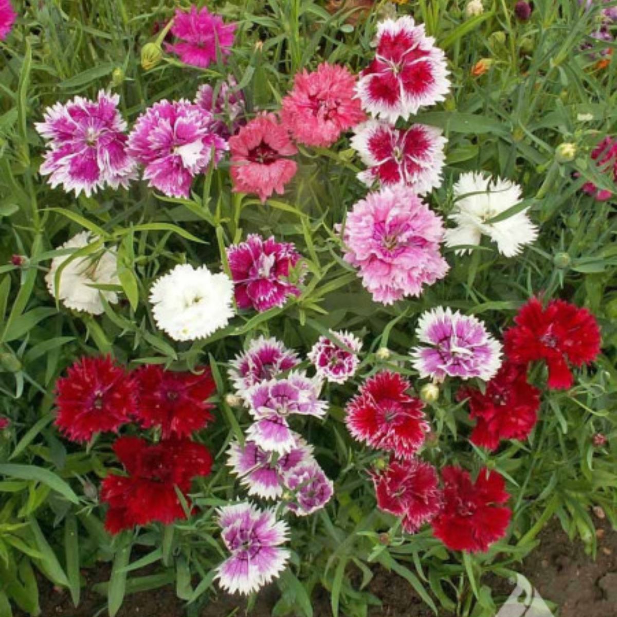 Seminte de Garoafa chinezeasca, 0,5 grame OPAL, 1, hectarul.ro