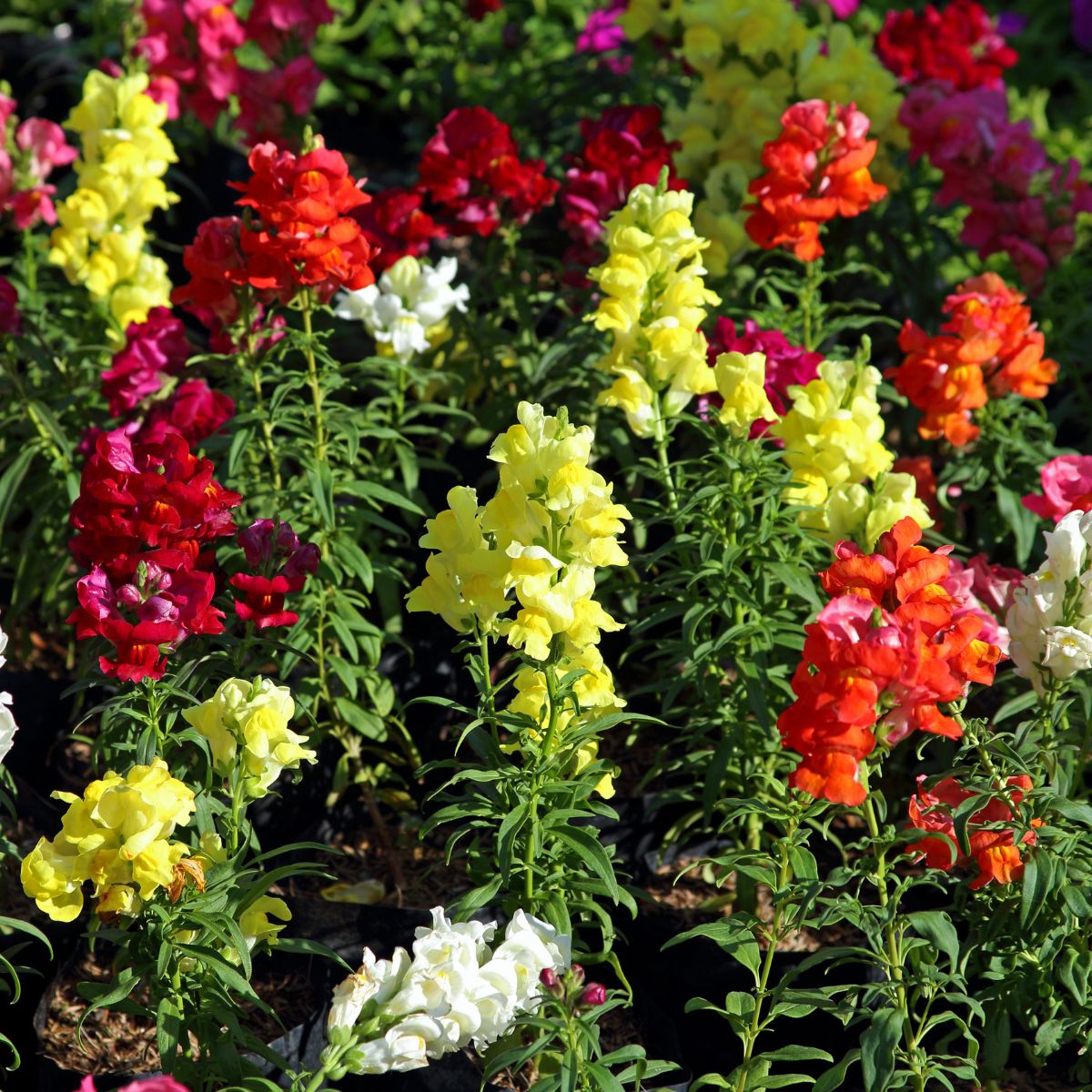 Seminte de gura leului mix (Antirrhinum), 0.5 grame, 1, hectarul.ro